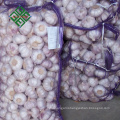 china coldroom garlic new crop